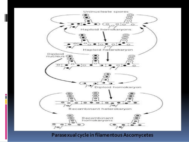 heterokaryosis in fungi